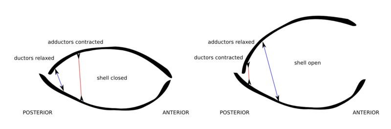 brachiopod_sketch_profile.png