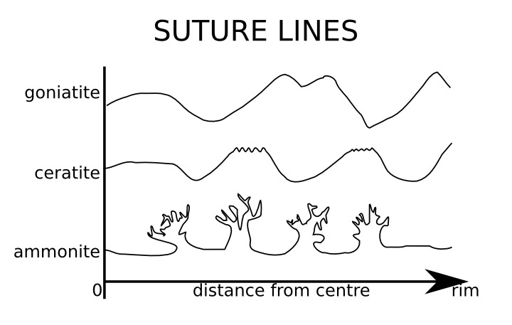 ammonoid_suture_sketch.png