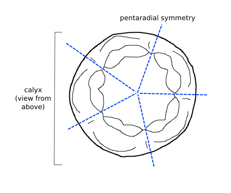 crinoid_ossicle.png