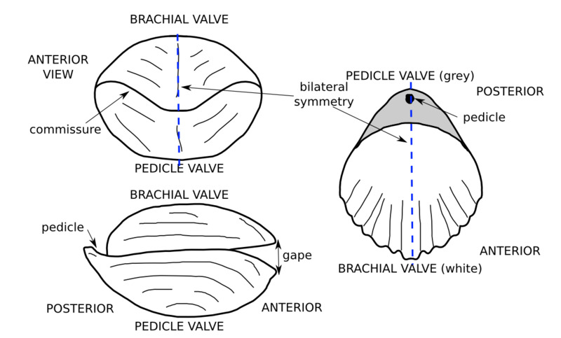 brachiopod_sketch.png