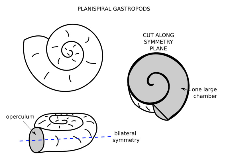 gastropod_planispiral.png