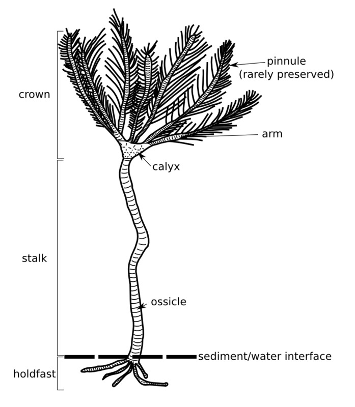 crinoid_sketch.png