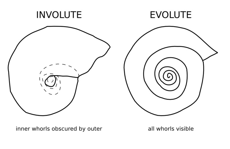 ammonoid_sketch_2.png