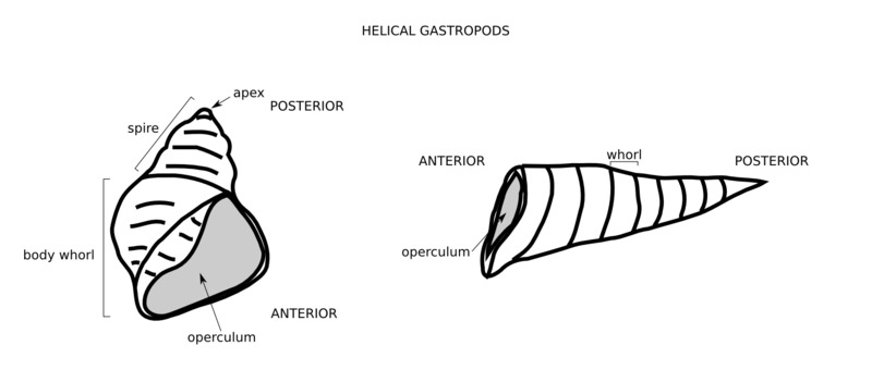 gastropod_sketch.png