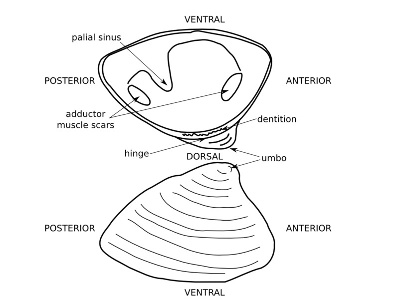 bivalve_sketch.png