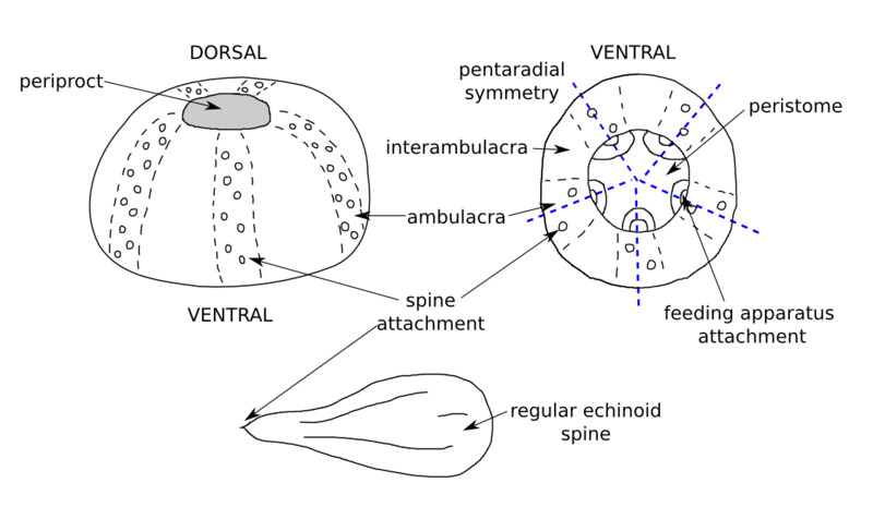 echinoid_sketch.png