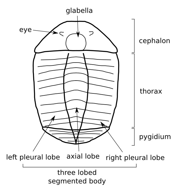 trilobite_sketch.png