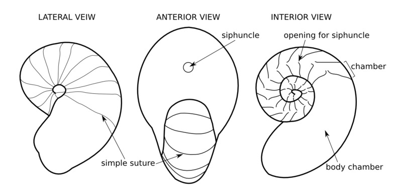 nautiloid_sketch.png