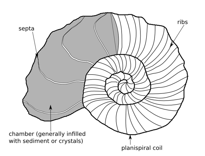 ammonoid_sketch.png