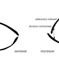 brachiopod_sketch_profile.png