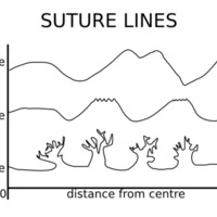 ammonoid_suture_sketch.png