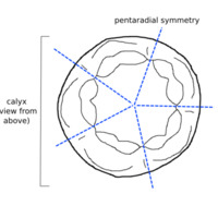 crinoid_ossicle.png