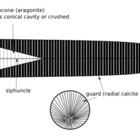 Belemnite