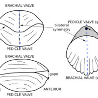 brachiopod_sketch.png