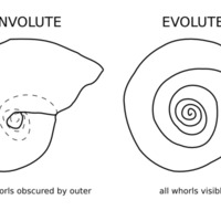 ammonoid_sketch_2.png