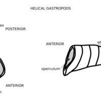 Gastropod