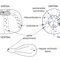 echinoid_sketch.png