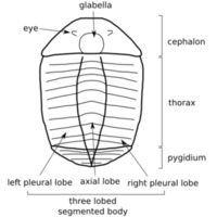 Trilobite