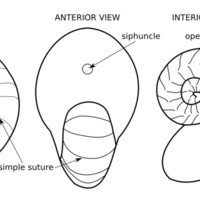 nautiloid_sketch.png