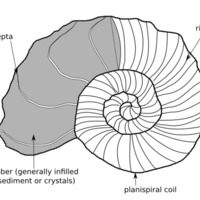 ammonoid_sketch.png