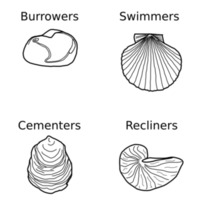 bivalve_categories.png